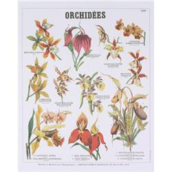 Deyrolle Orchids Teaching Chart #2270156