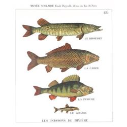 Deyrolle Les Poissons de Riviere #2270177