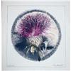 Image 1 : Bruce Martin Scott, Bullthistle, Lithograph #2285067