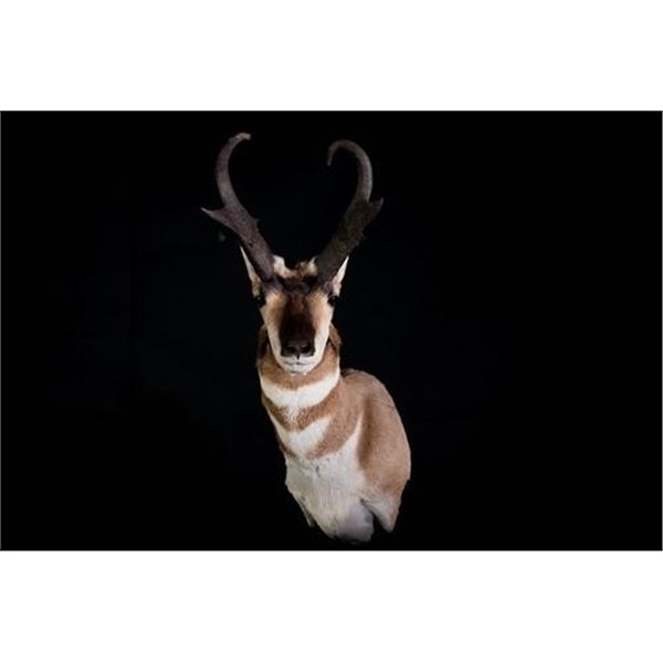 STATE OF NEVADA HERITAGE PRONGHORN TAG