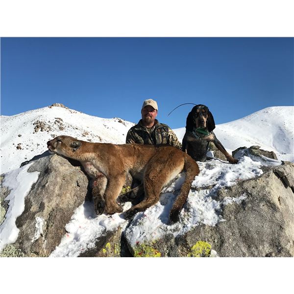5 - DAY MOUNTAIN LION HUNT FOR 1 HUNTER