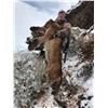 Image 2 : 5 - DAY MOUNTAIN LION HUNT FOR 1 HUNTER