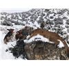 Image 3 : 5 - DAY MOUNTAIN LION HUNT FOR 1 HUNTER