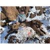 Image 5 : 5 - DAY MOUNTAIN LION HUNT FOR 1 HUNTER