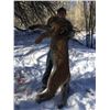 Image 6 : 5 - DAY MOUNTAIN LION HUNT FOR 1 HUNTER