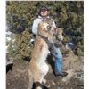 Image 7 : 5 - DAY MOUNTAIN LION HUNT FOR 1 HUNTER