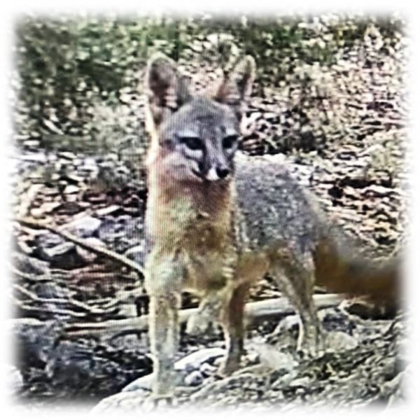 NEVADA PREDATOR HUNT