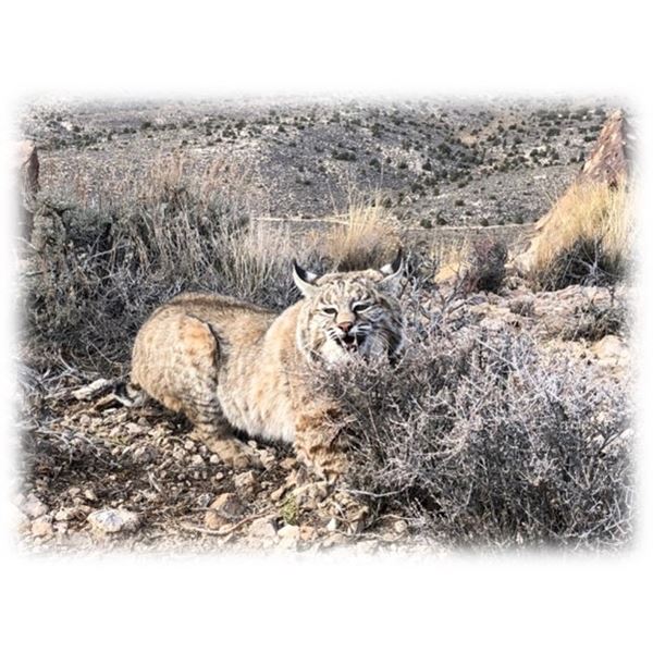 NEVADA PREDATOR TRAPPING