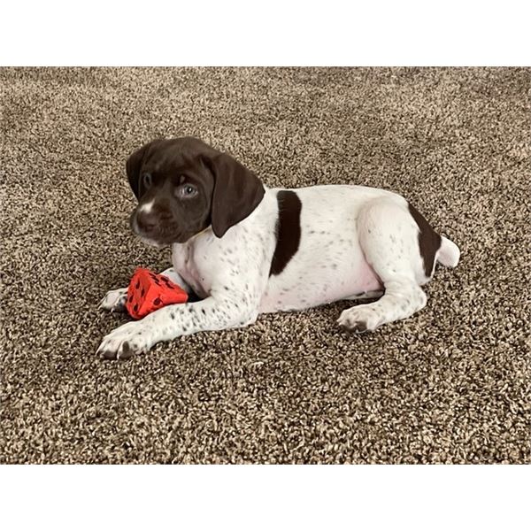 German Shorthair Puppy