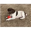 Image 1 : German Shorthair Puppy