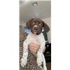 Image 3 : German Shorthair Puppy