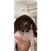 Image 4 : German Shorthair Puppy