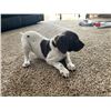 Image 5 : German Shorthair Puppy