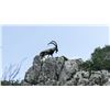 Image 7 : Kri Kri Ibex & Mouflon Hunt in Greece for one hunter & one observer, includes sightseeing.