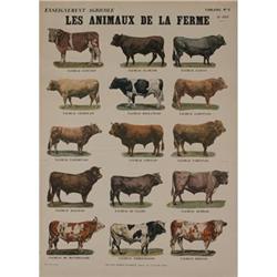 Deyrolle Taureaux Teaching Chart #2282416