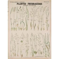 Deyrolle Plantes Fougeres Teaching Chart #2282417