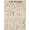 Image 1 : Deyrolle Plantes Fougeres Teaching Chart #2282417