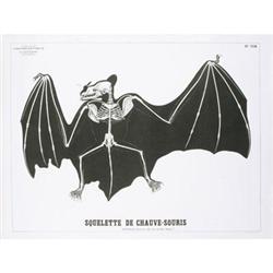 Deyrolle Bat SkeletonTeaching Chart #2282418