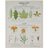 Image 1 : Deyrolle Plants and Leaves Teaching Chart#2282420