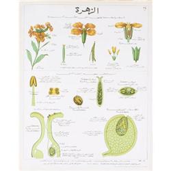Deyrolle La Giroflee Teaching Chart Lithograph #2282421