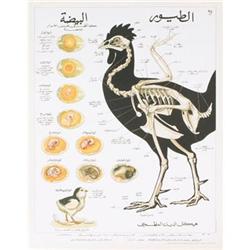 Deyrolle Egg and Chicken Teaching Chart#2282422