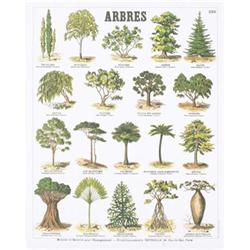 Deyrolle Trees Teaching Chart Lithograph #2282423