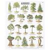 Image 1 : Deyrolle Trees Teaching Chart Lithograph #2282423