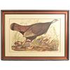 Image 1 : Audubon Turkey "Great American Hen" Print