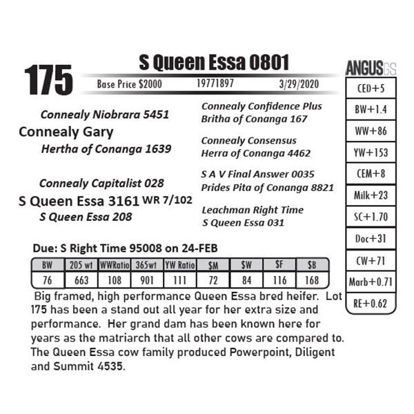 S Queen Essa 0801