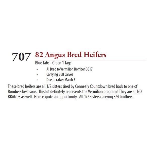 80 ANGUS BRED HEIFERS