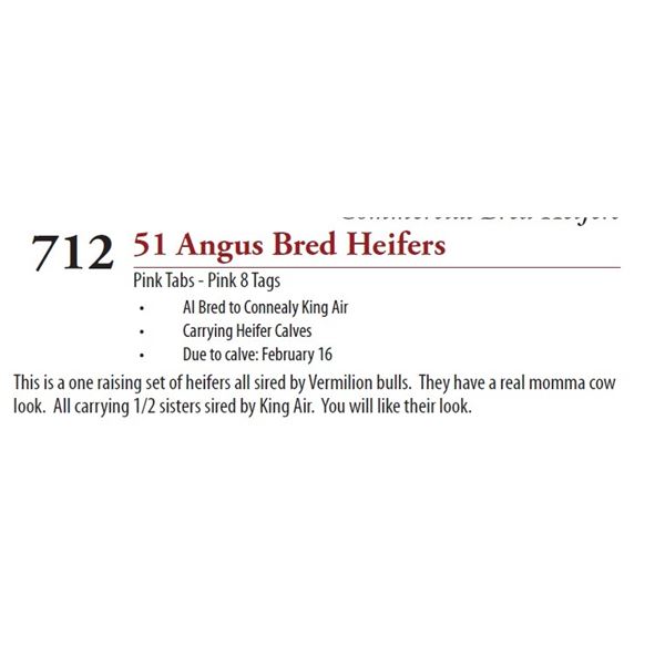 52 ANGUS BRED HEIFERS