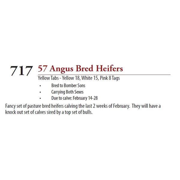 51 ANGUS BRED HEIFERS