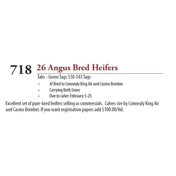 21 ANGUS BRED HEIFERS