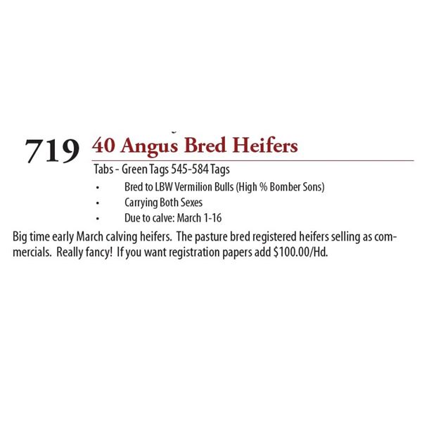30 ANGUS BRED HEIFERS