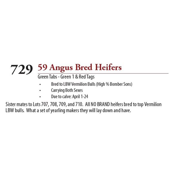 55 ANGUS BRED HEIFERS