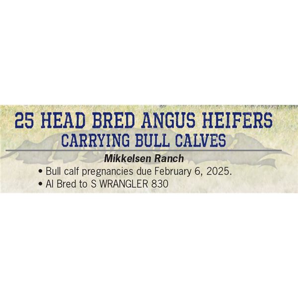 26 Head bred Angus Heifers carrying bull Calves