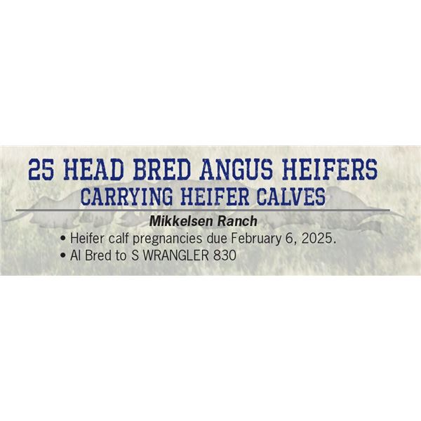 25 Head bred Angus Heifers carrying Heifer Calves