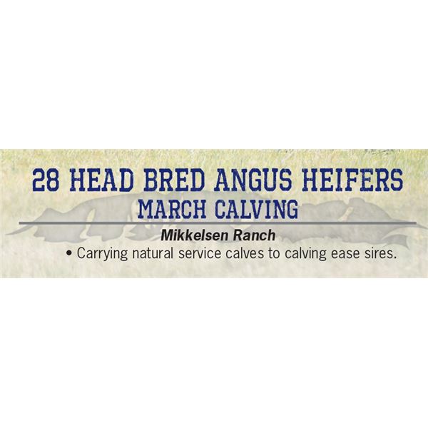 23 Head bred Angus Heifers March Calving