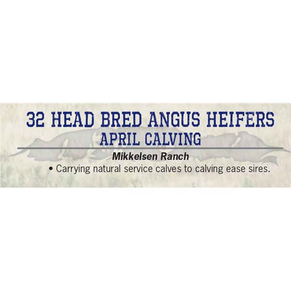 32 Head bred Angus Heifers April Calving