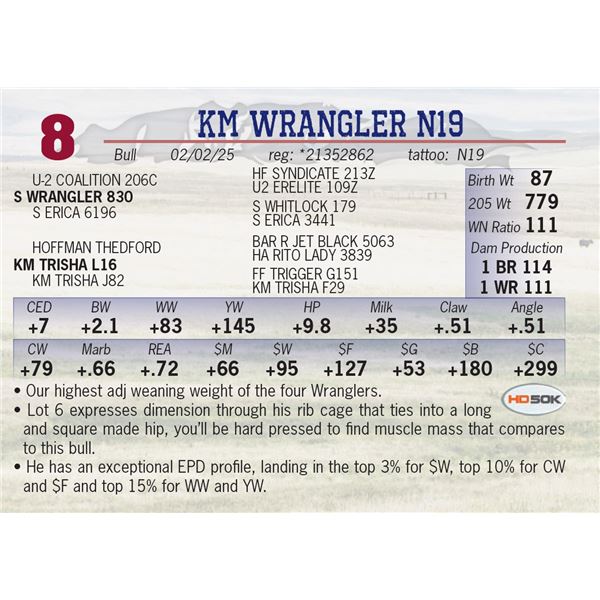 KM WRANGLER N19