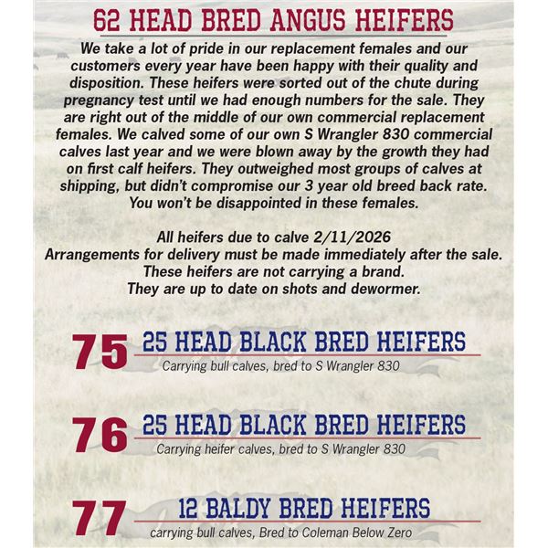 12 HD Baldy Bred heifers