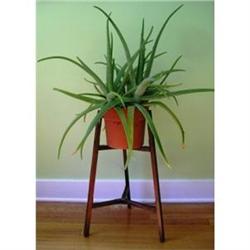 Fold-Up Oak Plant Stand #2243056