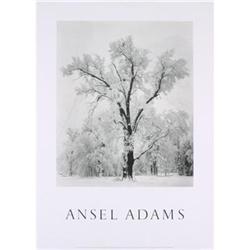 Ansel Adams Oak Tree, Snowstorm, Yosemite#2255508