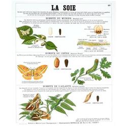 Deyrolle La Soie (Silk) #2255579