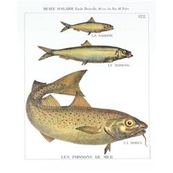 Deyrolle Les Poissons de Mer #2255581