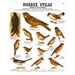 Deyrolle Les Oiseaux Utiles #2255582