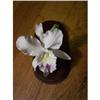 Bone China Orchid with Seperate Wood Base-1985 #2256104