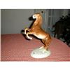 Image 1 : ROYAL DUX STALLION #2258123