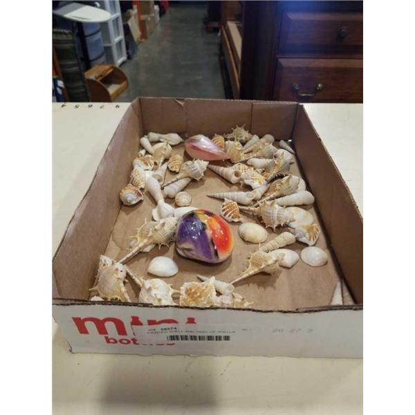 PAINTED SHELL AND TRAY OF SHELLS