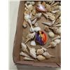 Image 2 : PAINTED SHELL AND TRAY OF SHELLS